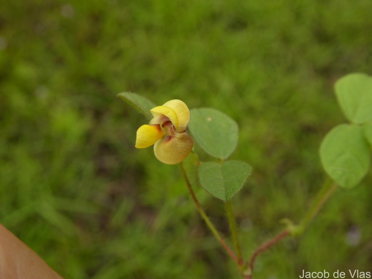 Vigna trilobata (L.) Verdc.